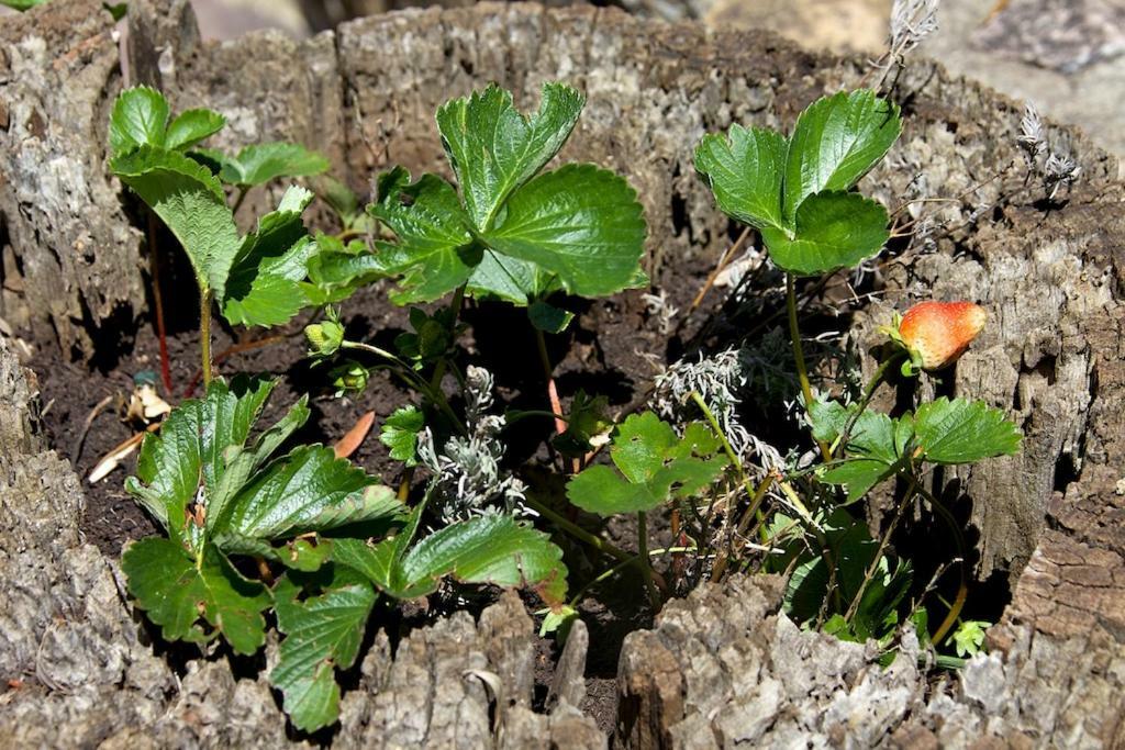 Ginestra A 